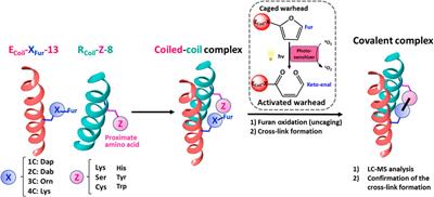 Equipping Coiled-Coil Peptide Dimers With Furan Warheads Reveals Novel Cross-Link Partners